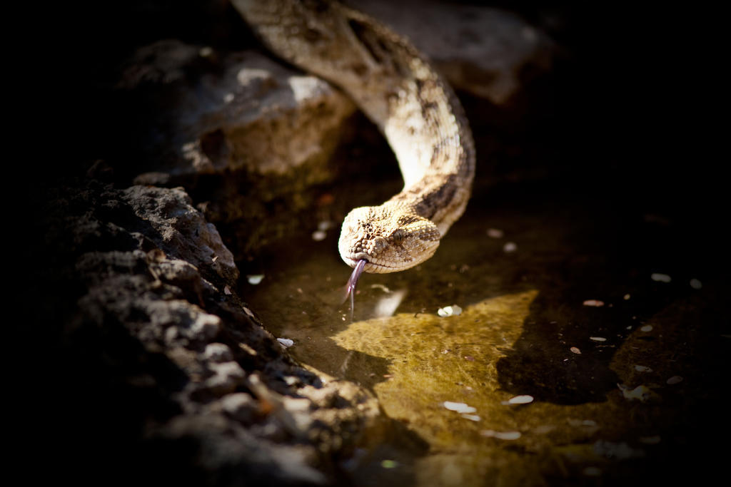 Mokuti Etosha Villa Namutoni Dış mekan fotoğraf