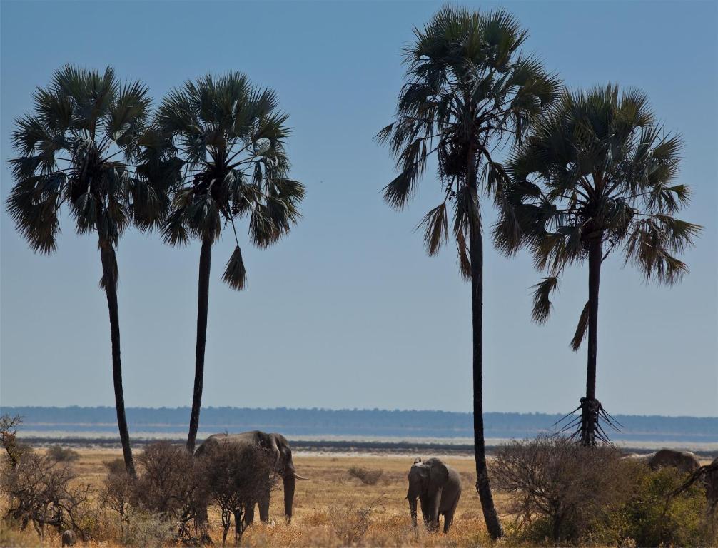 Mokuti Etosha Villa Namutoni Dış mekan fotoğraf